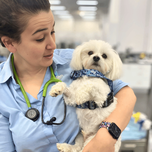 animal emergency services