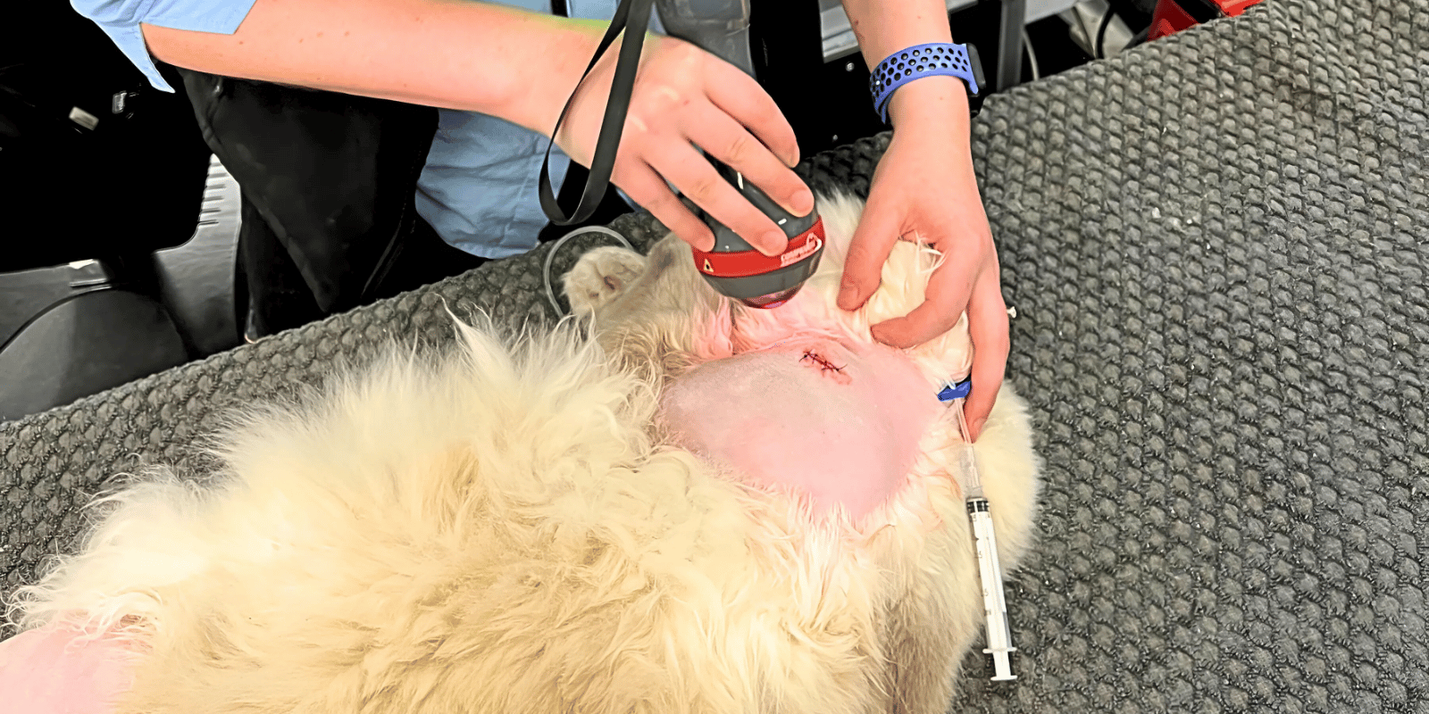 therapeutic laser therapy for pets