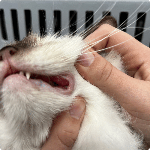 cat root canal