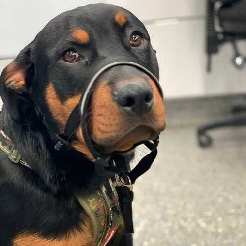 Allergic Ears