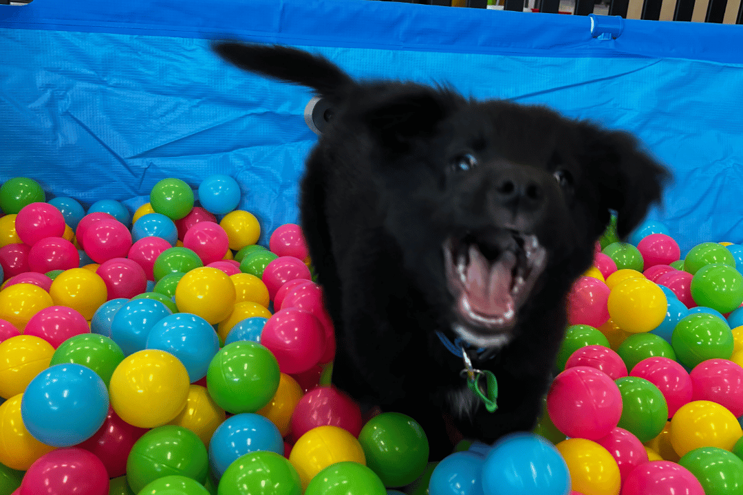 High-energy puppy barking during a behaviour training session at VetLand Puppy Academy