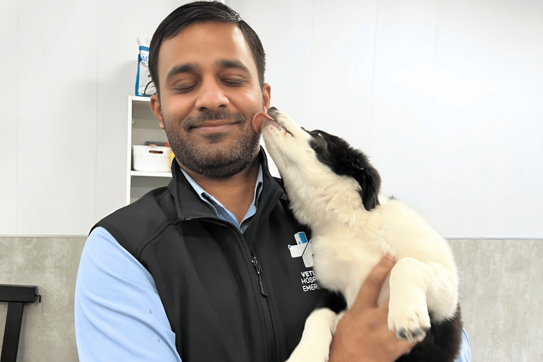  Friendly puppy showing affection to vet nurse after behaviour class at Puppy High School dog training centre