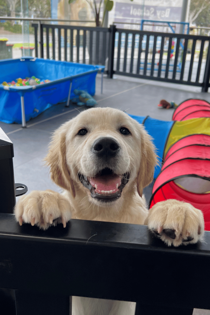 Happy dog recovering from trauma after personalised pet behaviour therapy with VetLand’s animal behaviourist.