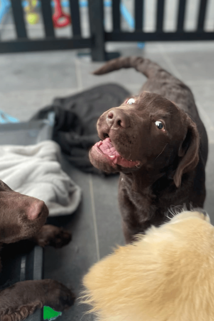 Dogs and cats are receiving one-on-one behaviour counselling with a certified behaviourist at VetLand Hospital.