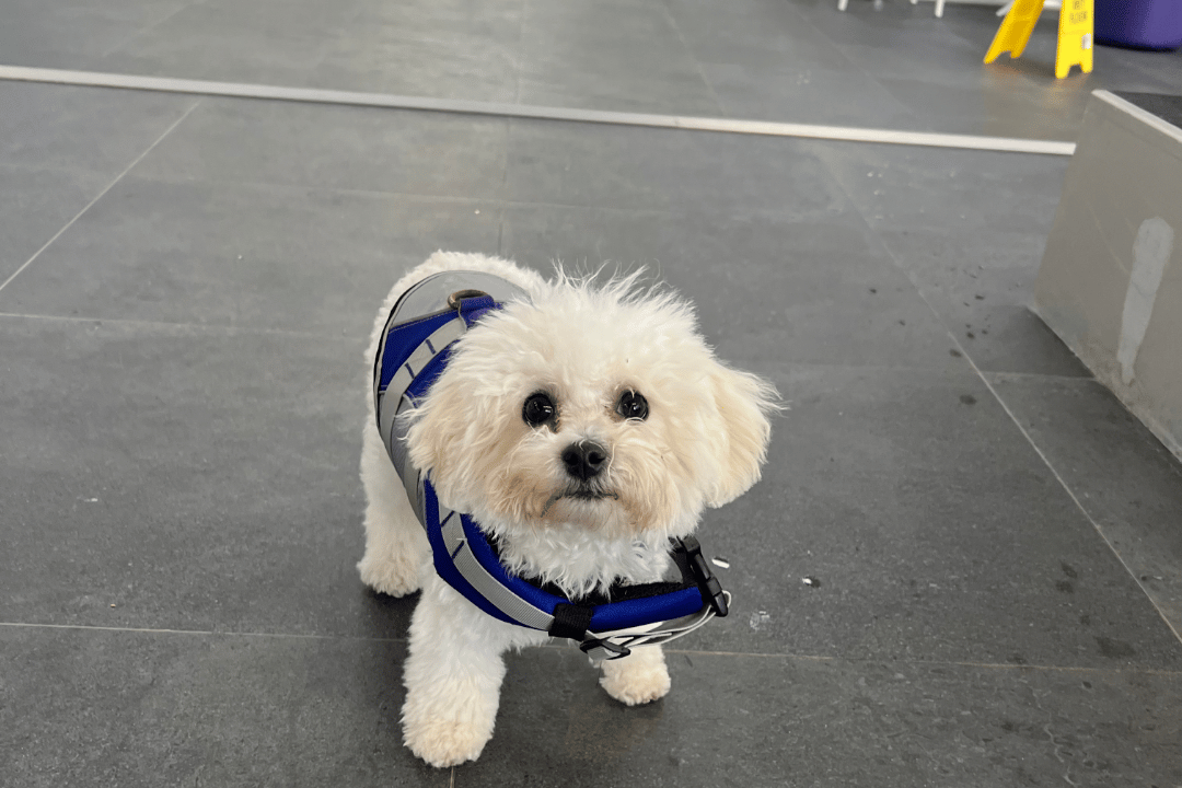 Happy, excited puppy enjoying interactive dog training class at Puppy High School Mitcham