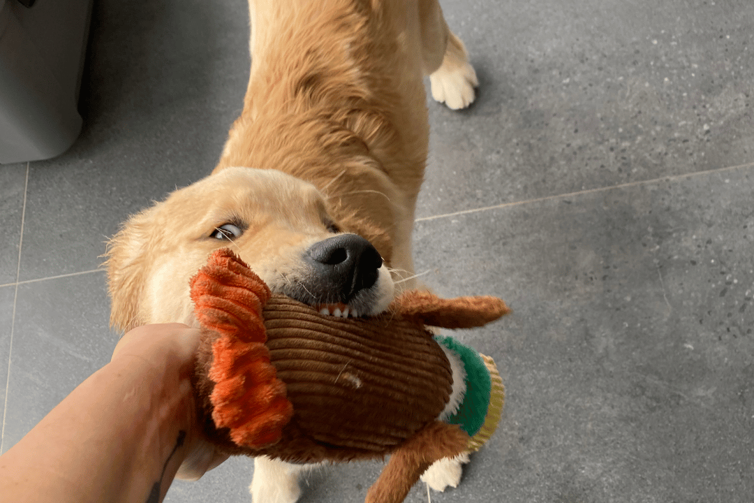 High-energy puppy learning focus and impulse control at Puppy High School obedience training
