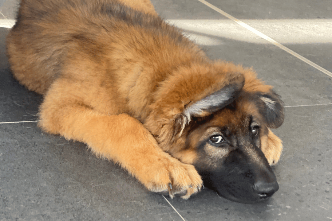 Nervous puppy receiving gentle behaviour support and confidence-building at Melbourne Puppy High School