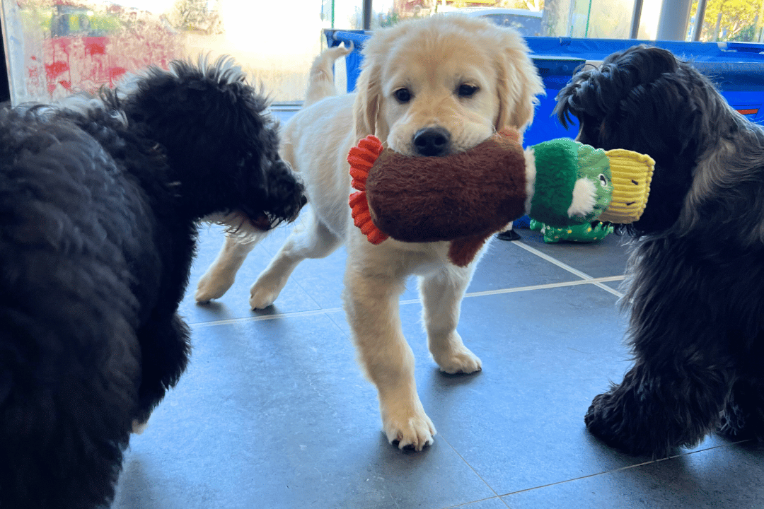 Puppy enjoying their first hydrobath at VetLand’s Puppy Playgroup for early confidence building.