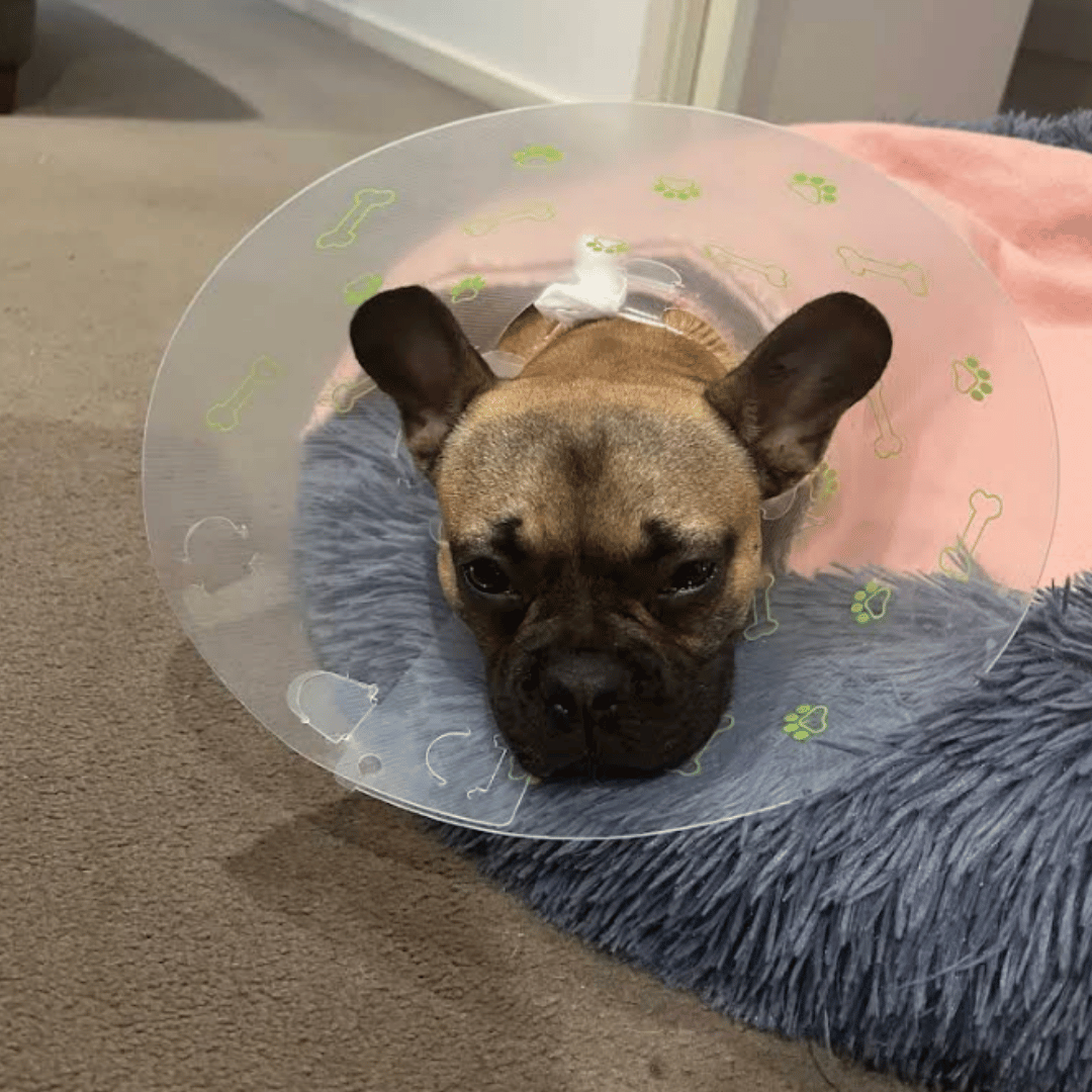 Confident puppy recovering calmly post-surgery thanks to early socialisation at Puppy High School