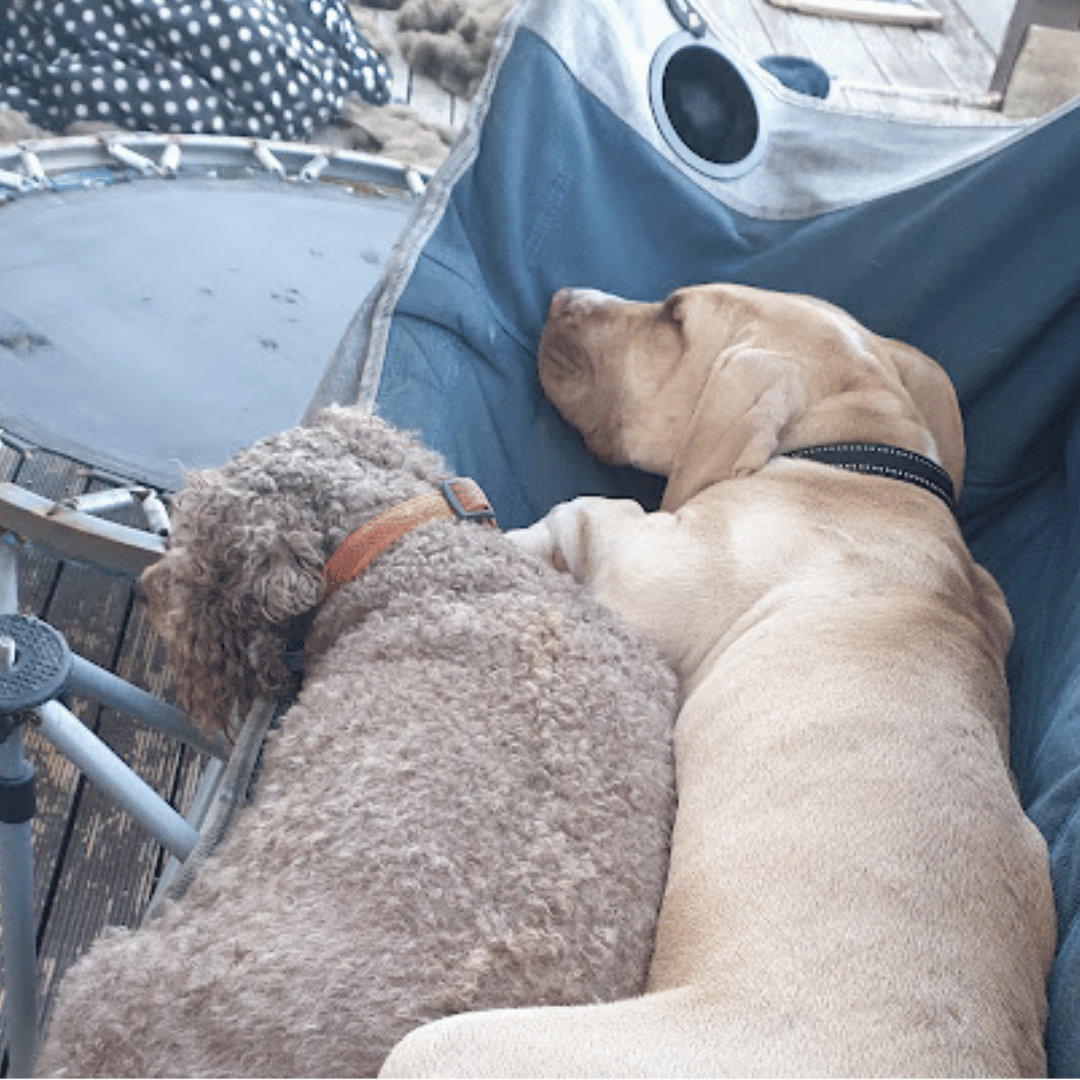 Two puppies napping after a successful group socialisation session at Puppy High School