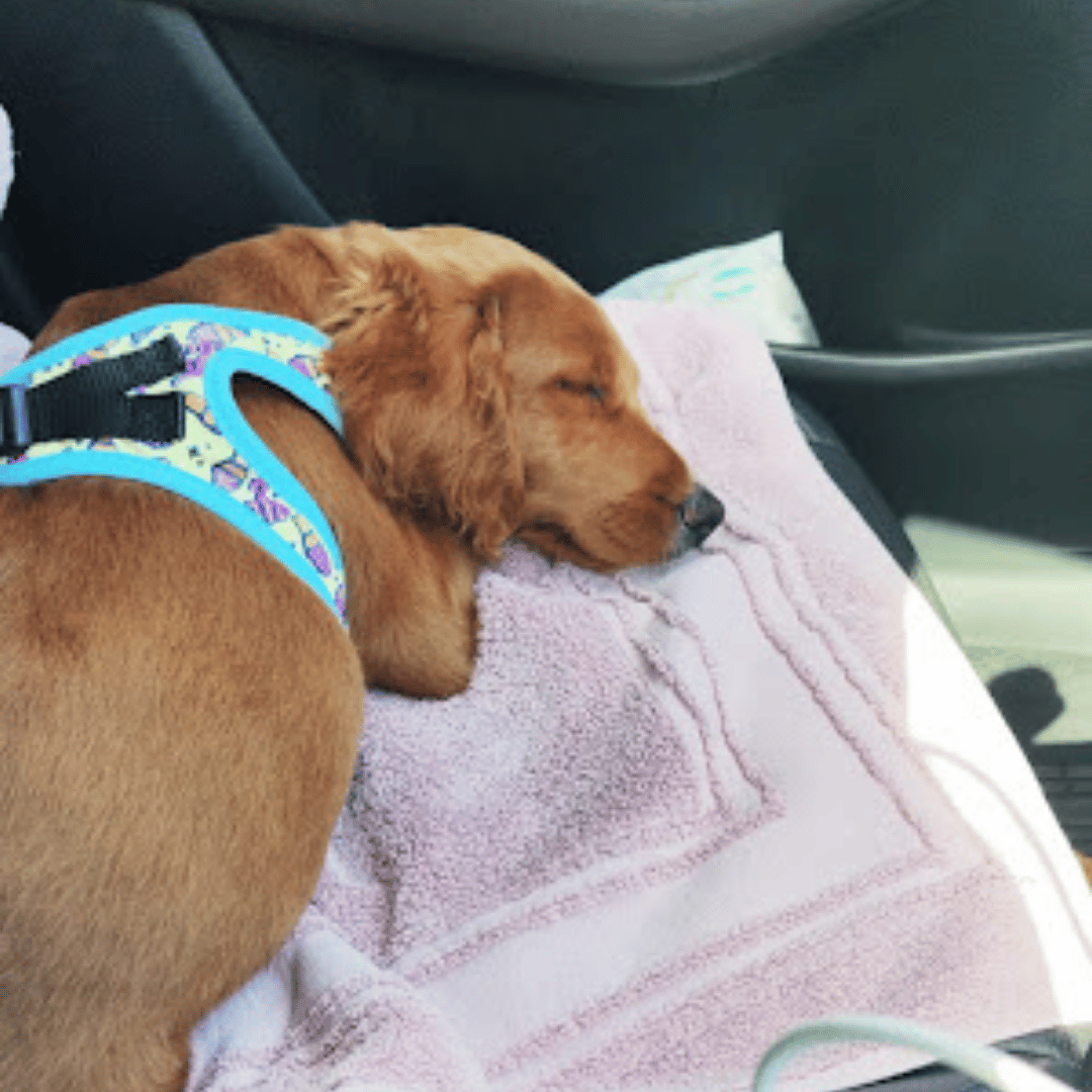  Exhausted puppy sleeping after positive reinforcement training at Puppy High School in Victoria