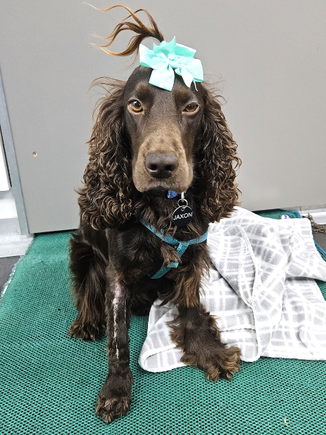 Say goodbye to overpriced meds. VetLand’s Furever Medications makes lifelong pet care easier and more affordable for your family.