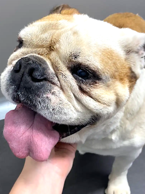   VetLand’s trusted Furever Medications program ensures chronic meds are always safe, accessible, and tailored to your pet’s evolving needs.