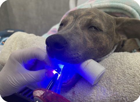 Dog resting comfortably during a veterinary dental examination in a calm and welcoming clinical environment.