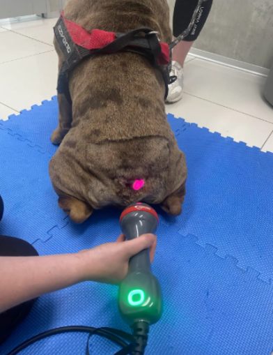 Bulldog receiving red light gentle laser therapy after CO2 caudectomy at VetLand for chronic screw tail infections and pain relief.