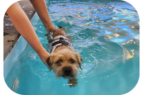 Dog Swimming Pool (600 x 400 px) (1)