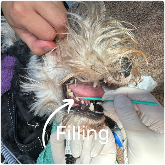 dog dental filling