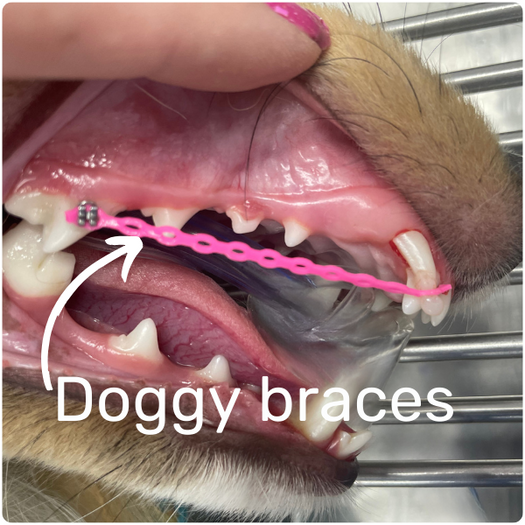 dog dental braces