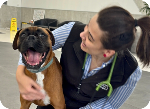 Puppy receiving dental assessment to identify developing dental problems and support long-term oral health and comfort.