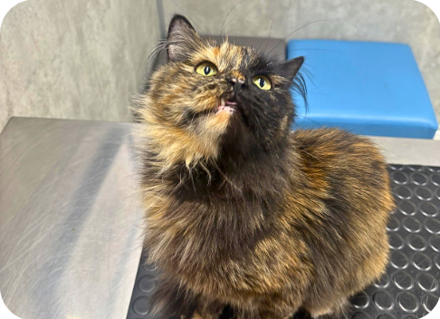 Cat receiving veterinary dental care for painful oral disease with a focus on comfort, function, and quality of life.