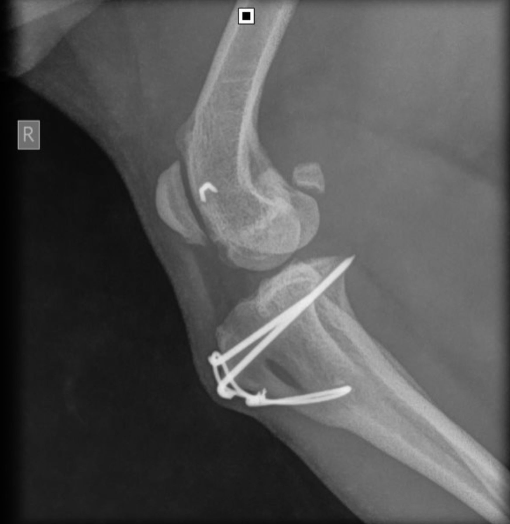 Diagnostic Imaging Vetland Hospital & Emergency. Radiographs