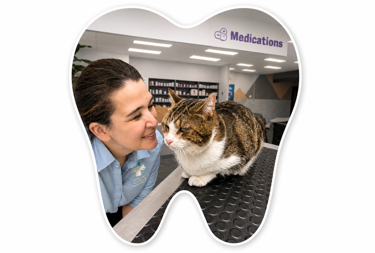 Vet Dental Care - dog dental consult CTA Vet Dental Care - dog dental consult CTA