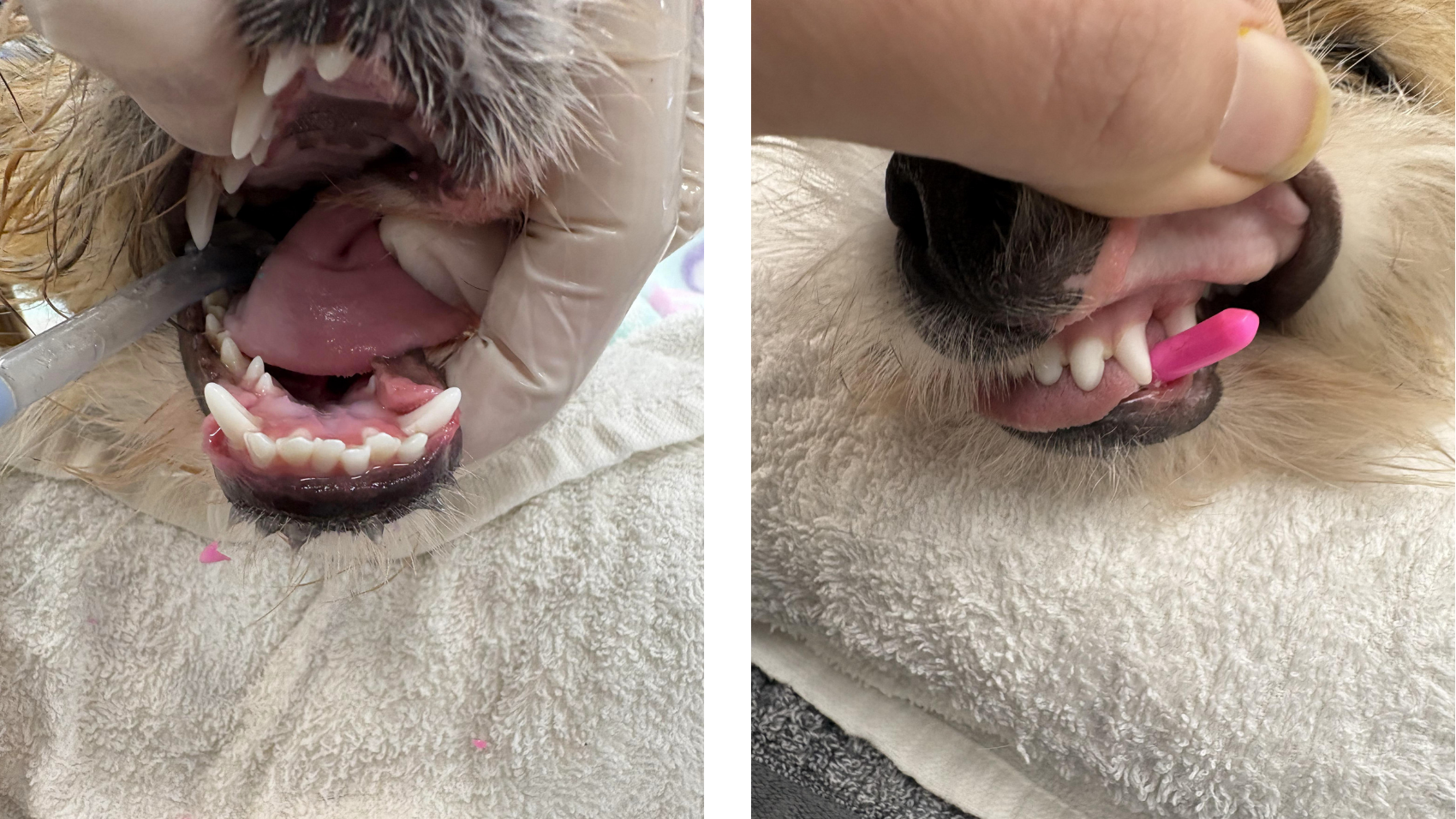 Ginger receiving puppy dental crown extensions at Vetland to correct a painful bite caused by retained baby teeth and narrow canine teeth.