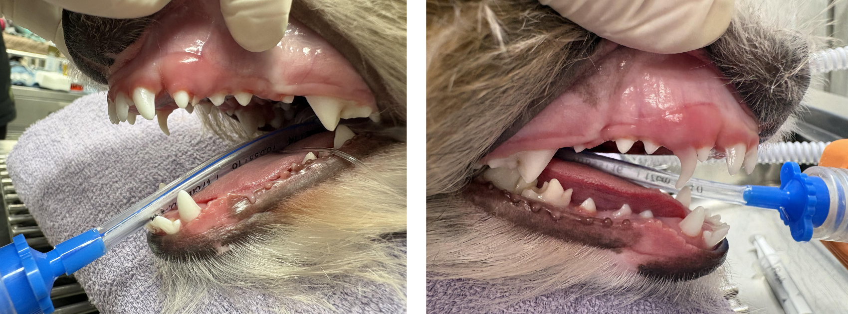 Dr. Vicky placing puppy dental crown extensions to guide Ginger's narrow canine teeth into a healthy, pain-free position.