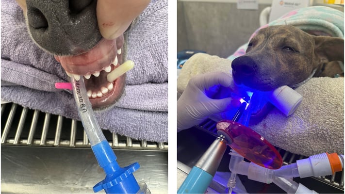 Dr. Vicky performing dental crown extension treatment on a puppy with base narrow malocclusion to improve long-term bite function.