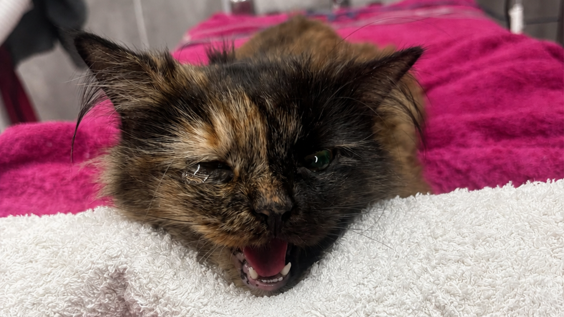 Sophie the cat displaying improved comfort and wellbeing following treatment for painful feline gingivostomatitis.