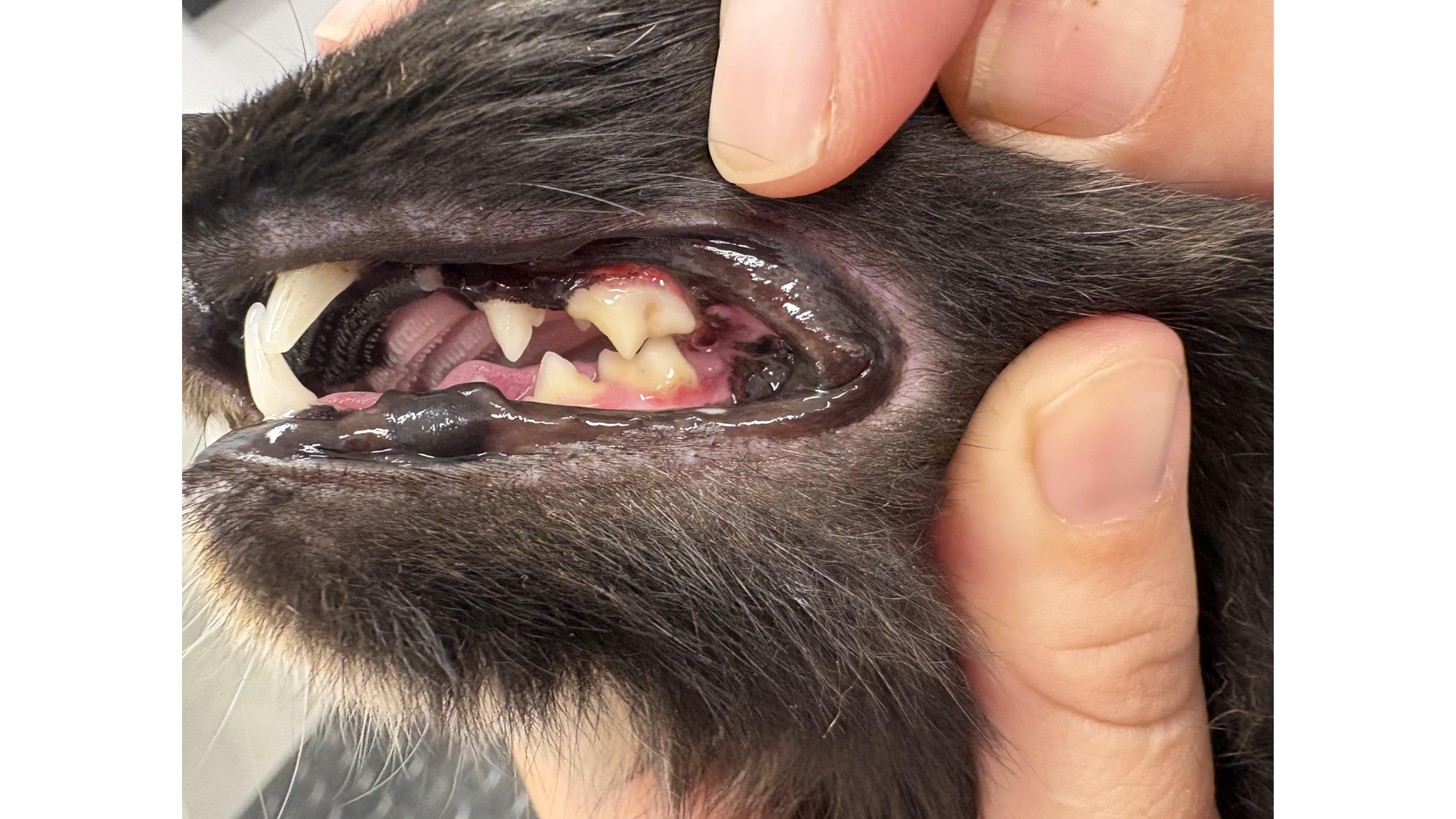 Veterinary dental patient Sophie after successful management of severe feline oral disease with tooth preservation treatment.