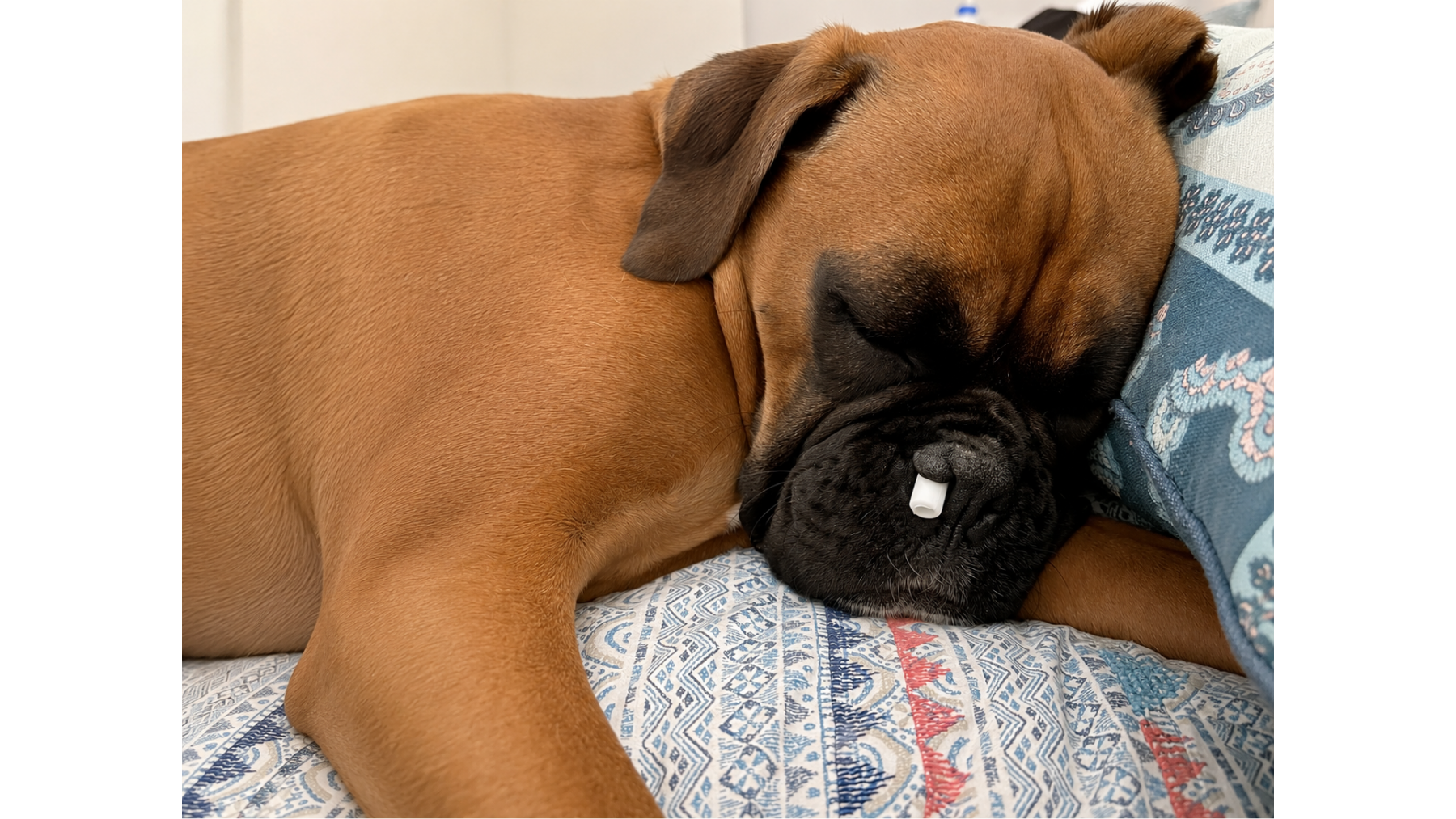 Vetland Dental - Bronte - Teeth misaligned cysts - Sleeping with straw up nose