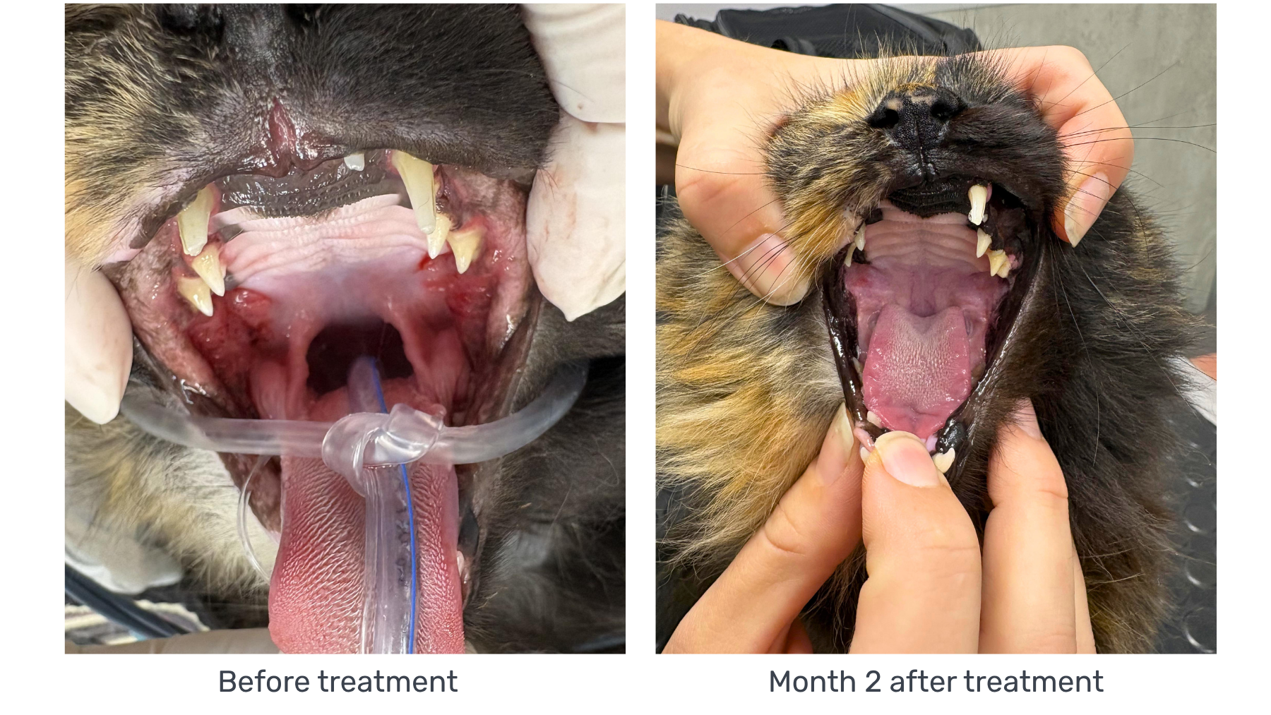 Sophie the rescue cat showing a healthy coat and bright expression after treatment for severe feline gingivostomatitis.