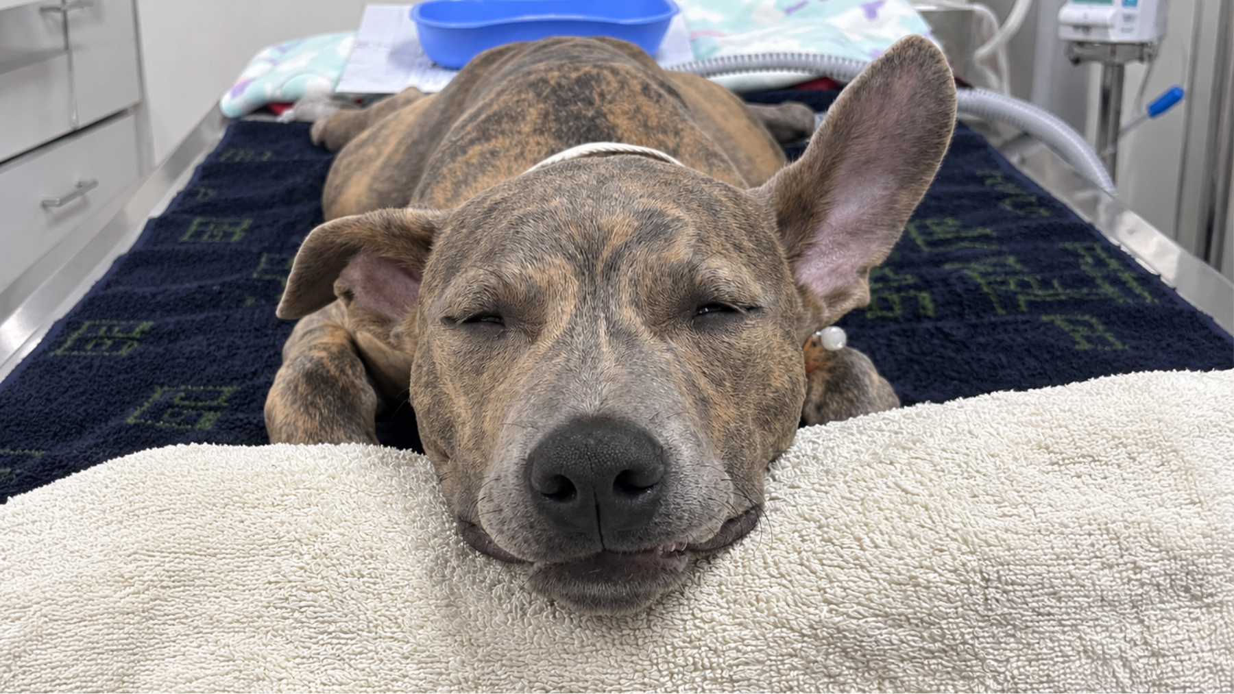 Vetland Dental Lounge Blog Nala - Broken Teeth Fracture