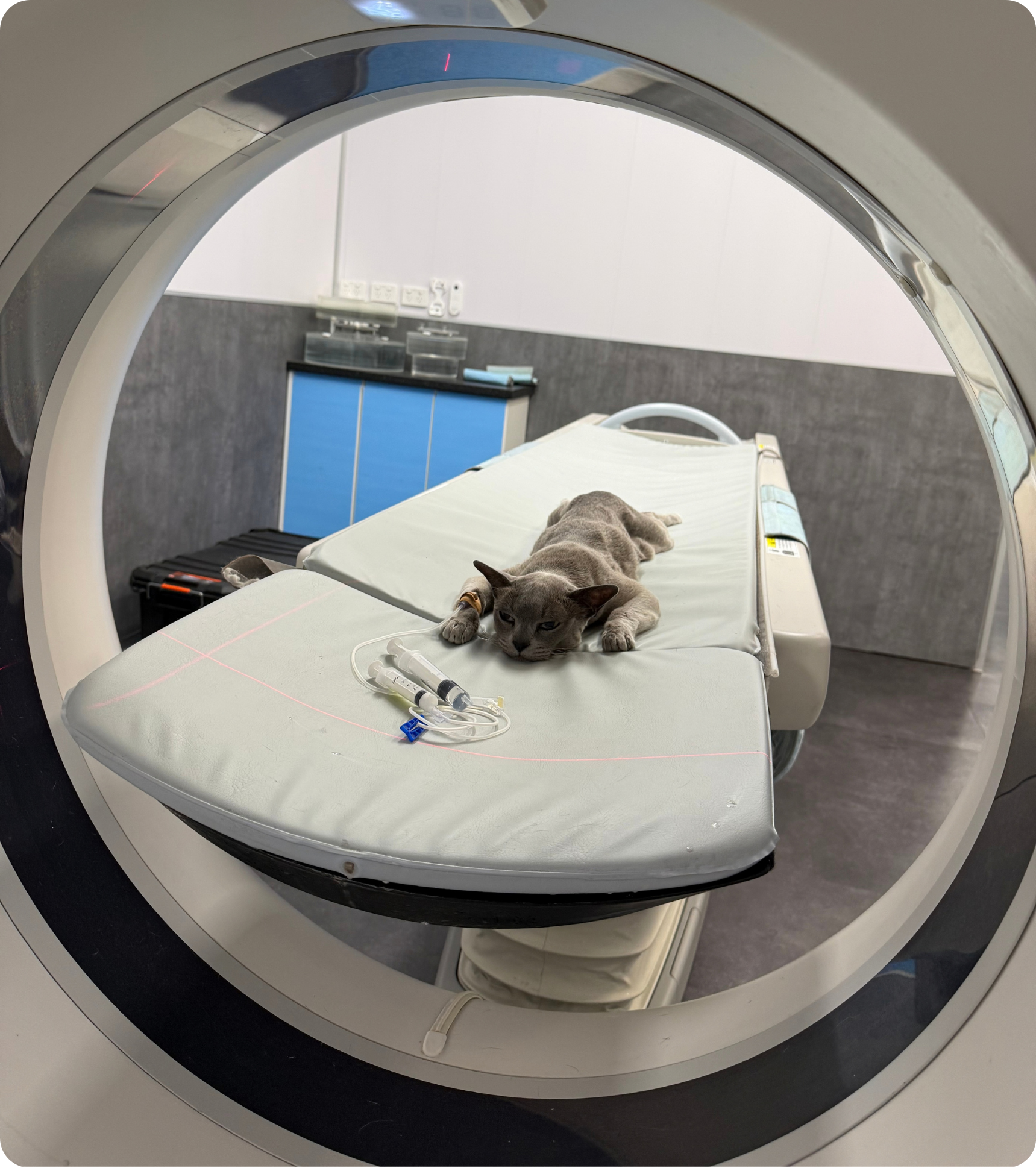 Dog receiving advanced veterinary CT imaging for orthopaedic assessment at VetLand Hospital & Emergency, helping detect elbow, shoulder, and joint conditions accurately.