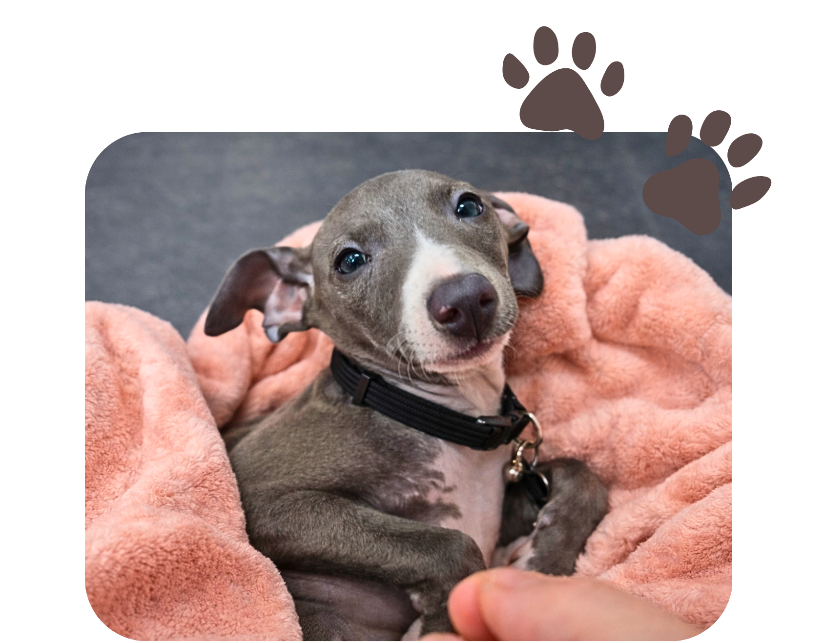 Vetland Greyhound Medicine Service Page - CTA photo