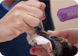 Greyhound Medicine - Minimally Invasive Tenotomy