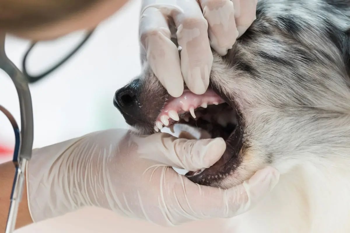 Pet Dentists