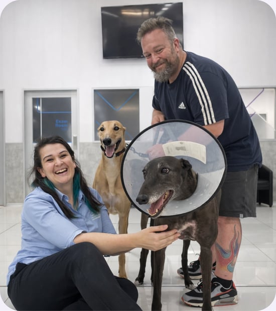 Greyhound Medicine Dr Vicky MANCVS qualified veterinarian