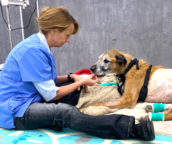Support your pet’s chronic health needs with VetLand’s Furever Medications—an affordable, locally managed program for long-term care.
