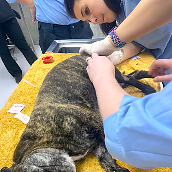 VetLand customises screwtail caudectomy plans to match each dog’s needs, ensuring safety, comfort, and long-term relief.