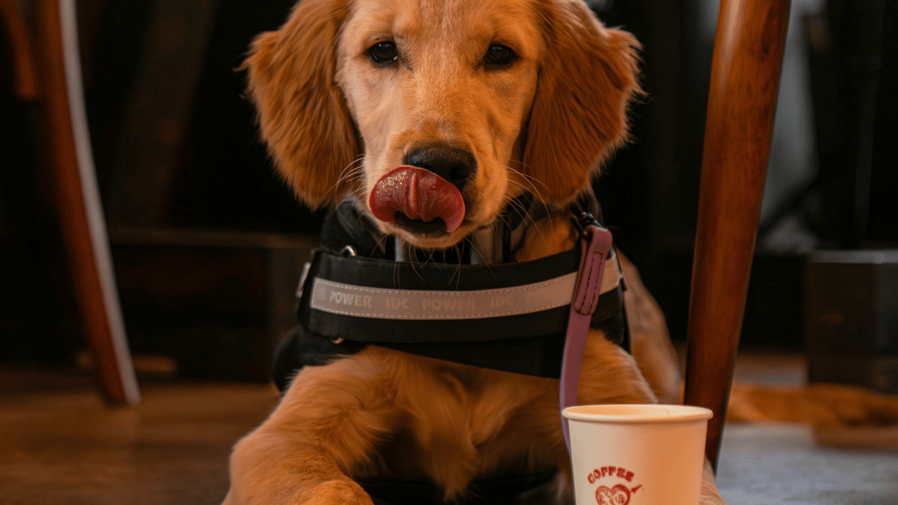 Dog Cafe (v2)