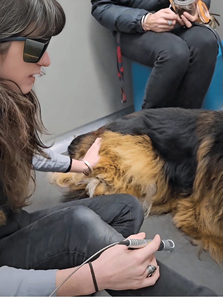 pet laser therapy treatment