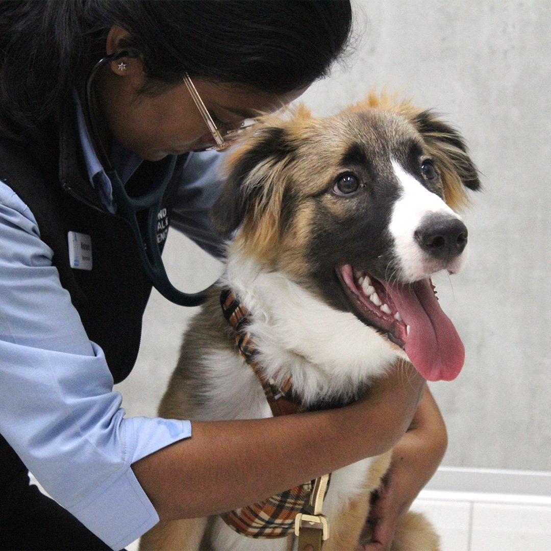 Veterinarian Available Now VetLand Hospital Mitcham