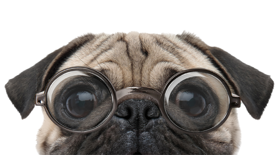 SVC_Pug