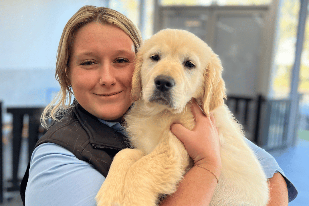 Vet nurse with pup exploring enrichment activities in Puppy Kinder full-day program at VetLand Hospital & Emergency.