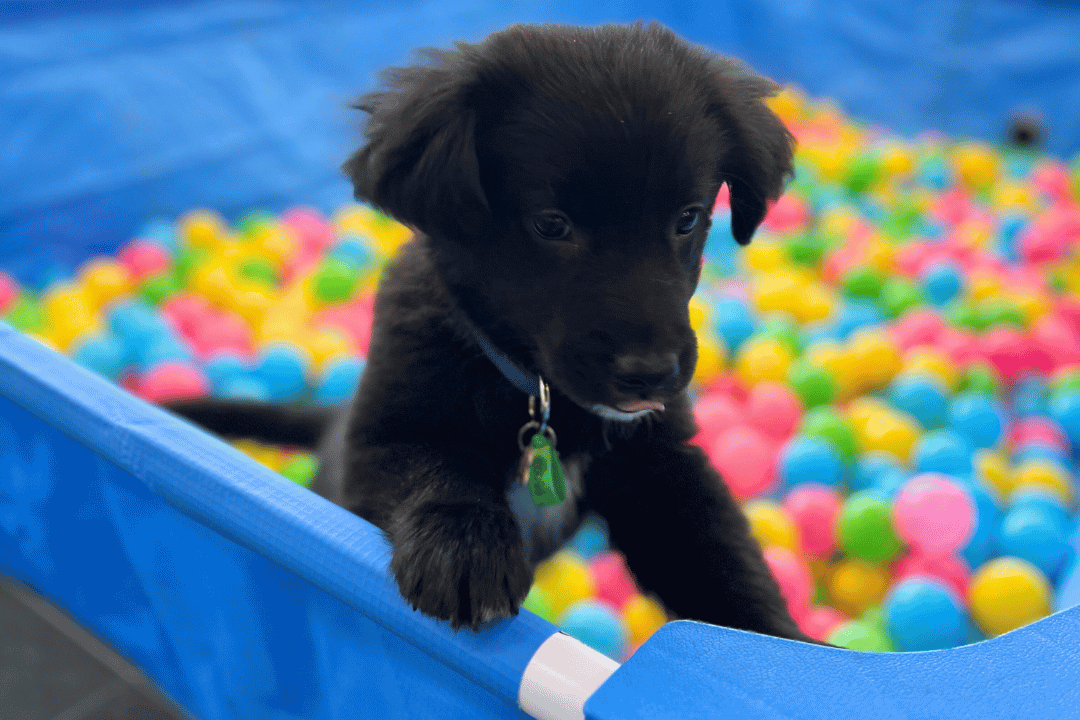 Puppy playing in water