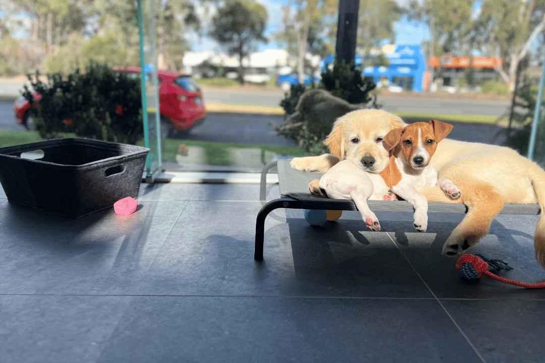 Pets are showing signs of fear, receiving expert support for pet anxiety and stress-related behaviours at VetLand.