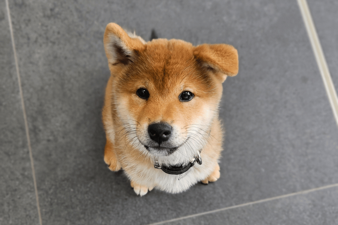 A puppy gaining confidence during water play at VetLand’s Puppy Playgroup program.