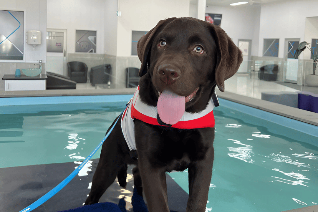 dog pool mitcham